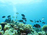 Boracay Reef Fish 14