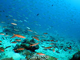 Boracay Reef Fish 3