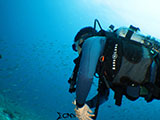 Boracay Reef Fish 4
