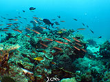 Boracay Reef Fish 6