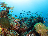 Boracay Reef Fish 7