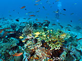 Boracay Reef Fish 8