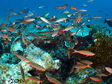Boracay Reef Fish 9