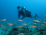 Boracay Reef Fish