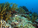Boracay Reef