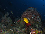 Boracay Yapak Dive Site
