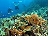 Davao Coral Garden 10