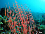 Davao Coral Garden 7