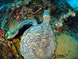 Davao Coral Garden Hawksbill Turtle 2