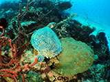 Davao Coral Garden Hawksbill Turtle