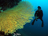 Davao Coral Garden Seafan 1