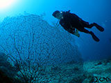 Davao Coral Garden Seafan 2