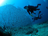 Davao Coral Garden Seafan 3