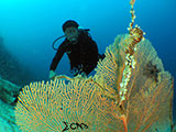 Davao Coral Garden Seafan