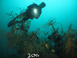 Mantangale Diver 1