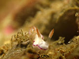 Mantangale Nudibranch 7