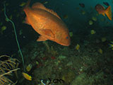 Mantangale Snapper 2