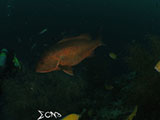 Mantangale Snapper