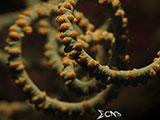 Mantangale Whip Coral 2