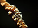 Mantangale Whip Coral Shrimp 2