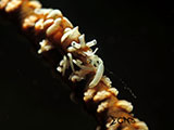 Mantangale Whip Coral Shrimp