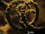Mantangale Whip Coral