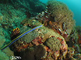 Bauan Batangas Blue Ribbon Eel 1