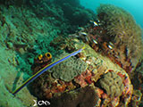 Bauan Batangas Blue Ribbon Eel 2