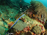 Bauan Batangas Blue Ribbon Eel 4
