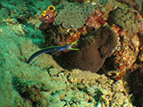 Bauan Batangas Blue Ribbon Eel 5