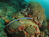 Bauan Batangas Blue Ribbon Eel