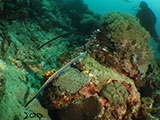 Bauan Batangas Eels 1