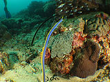Bauan Batangas Eels