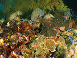 Bauan Batangas Moray Eel 1