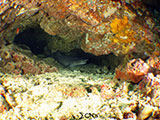 Bauan Batangas White Tip Reef Shark 1