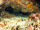 Bauan Batangas White Tip Reef Shark