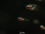 Juvenile Glass Fish