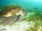 Sabang Puerto Galera Green Sea Turtle 1