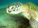 Sabang Puerto Galera Green Sea Turtle 10