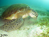 Sabang Puerto Galera Green Sea Turtle 2