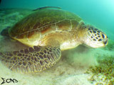 Sabang Puerto Galera Green Sea Turtle 3