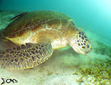 Sabang Puerto Galera Green Sea Turtle 4