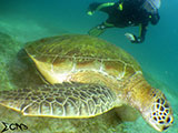Sabang Puerto Galera Green Sea Turtle 5