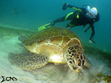 Sabang Puerto Galera Green Sea Turtle 6