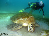 Sabang Puerto Galera Green Sea Turtle 7