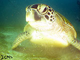 Sabang Puerto Galera Green Sea Turtle 8