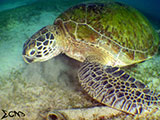 Sabang Puerto Galera Green Sea Turtle 9