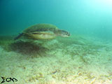 Sabang Puerto Galera Green Sea Turtle