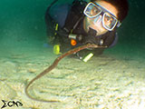 Sabang Puerto Galera Pipefish