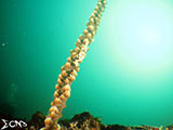 Sabang Puerto Galera Whip Coral Shrimp